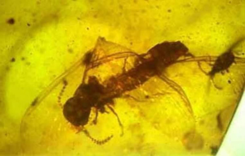 《方舟生存进化》新生物投票结果出来，最古老的昆虫获胜