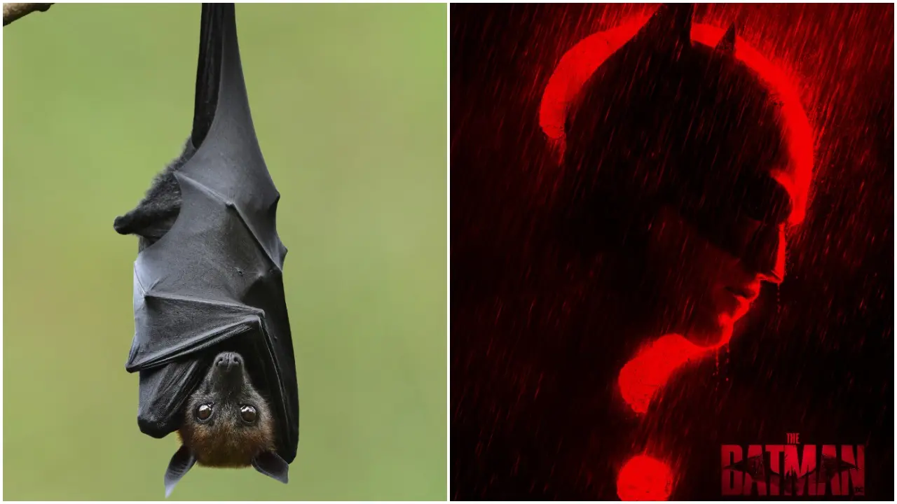 《新蝙蝠侠》美国首映观众“恶作剧”放出真蝙蝠