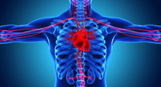 世界上第一例猪心脏移植病人的死亡是在手术后2个月左右。