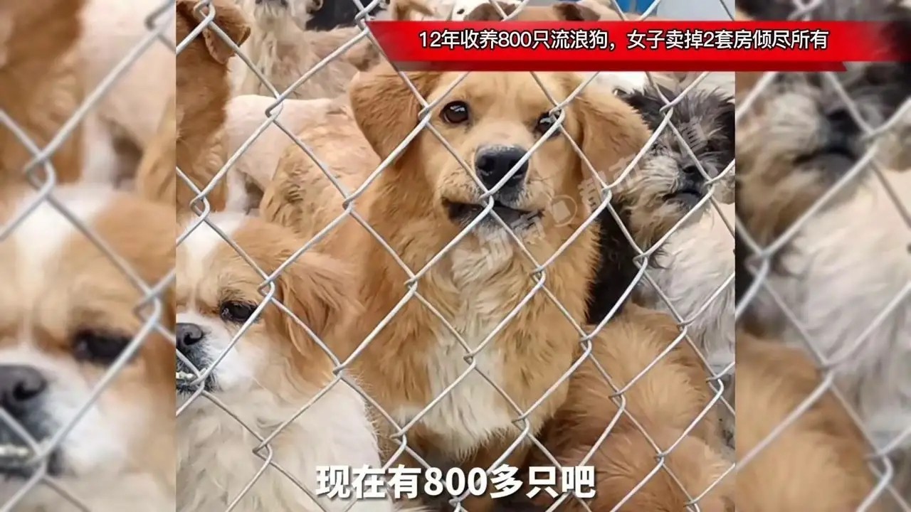 女人收养800只流浪狗，卖两套房，每天一千斤粮食。