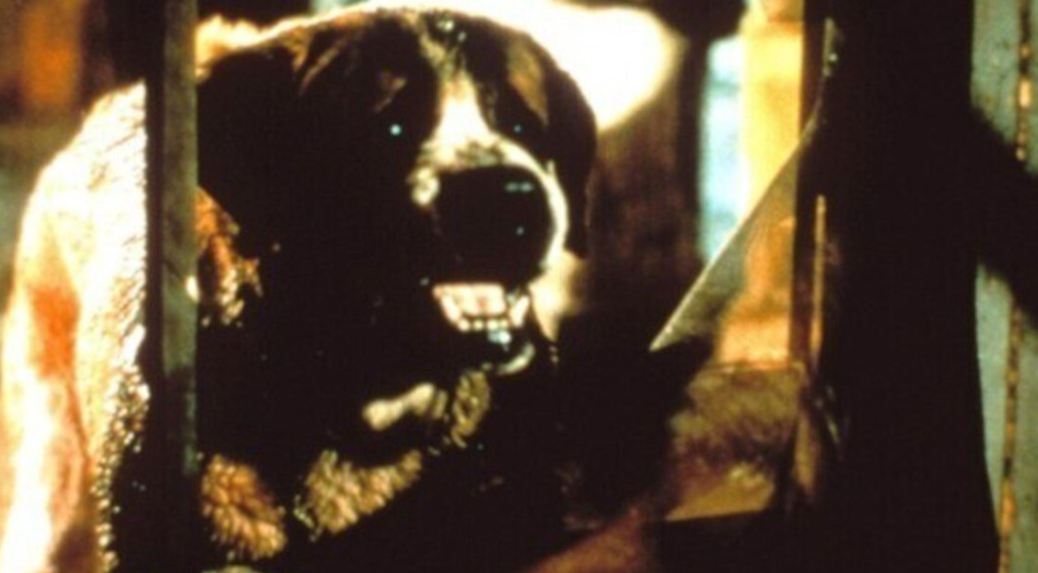 Netflix翻拍《狂犬惊魂》斯蒂芬·金的惊悚杰作
